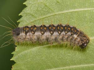 Acronicta interrupta