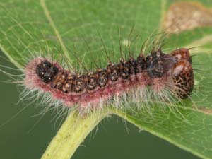 Acronicta interrupta