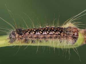 Acronicta interrupta