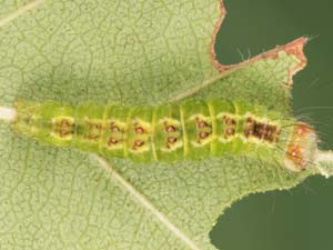 Acronicta fragilis