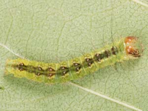 Acronicta fragilis