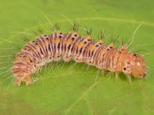 Acronicta retardata