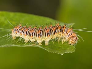 Acronicta retardata