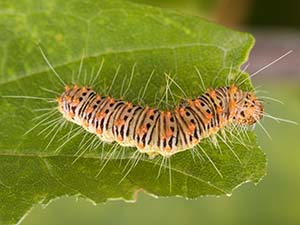 Acronicta retardata