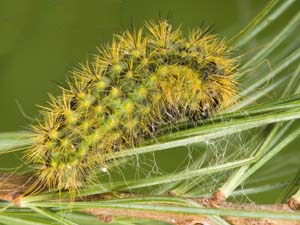 Acronicta lanceolaria