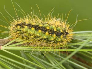 Acronicta lanceolaria