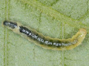 Caloptilia rhoifoliella