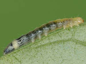 Caloptilia rhoifoliella