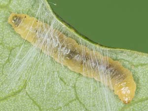 Caloptilia triadicae