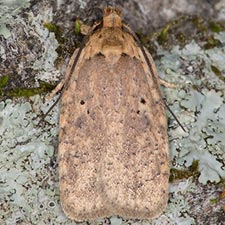 Agonopterix lecontella