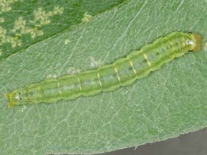 Agonopterix lecontella