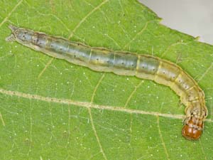 Durrantia piperatella