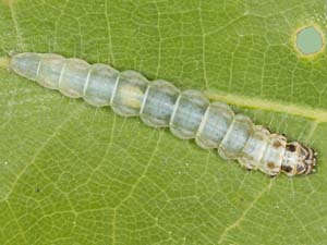 Antaeotricha albulella