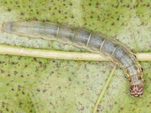 Antaeotricha albulella