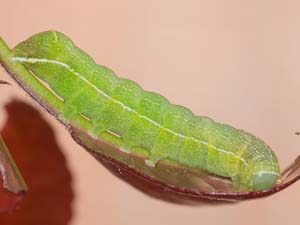 Orthosia alurina