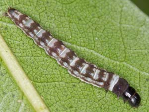 Chionodes fuscomaculella