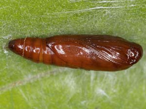 Chionodes hibiscella