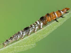 Helcystogramma melantherella