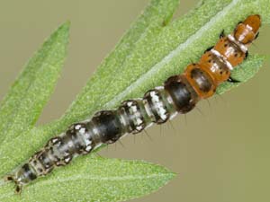 Helcystogramma melantherella