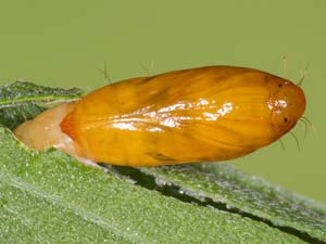 Helcystogramma melantherella