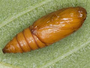 Zeiraphera claypoleana