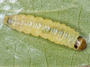 Gretchena bolliana