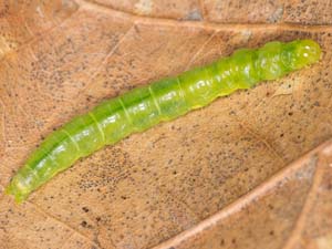 Argyrotaenia quercifoliana