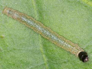 Platynota rostrana