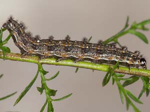 Phyciodes tharos