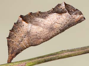 Phyciodes tharos