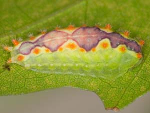 Adoneta spinuloides