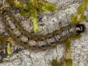 Eudonia strigalis