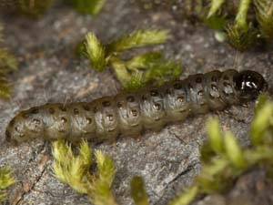 Eudonia strigalis