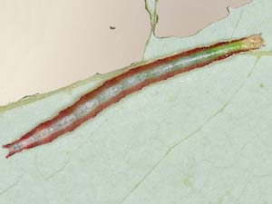 Perispasta caeculalis