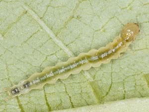 Patania silicalis