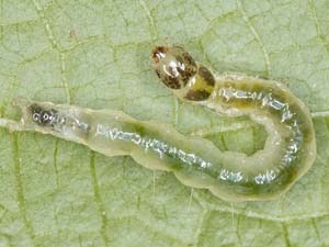 Patania silicalis