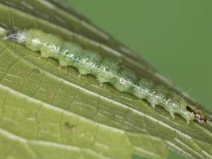 Patania silicalis