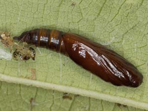 Patania silicalis