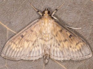 Herpetogramma fluctuosalis