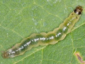 Herpetogramma fluctuosalis