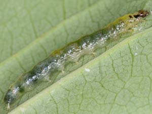 Herpetogramma fluctuosalis