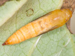 Herpetogramma fluctuosalis