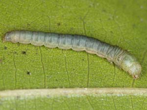 Acrobasis minimella