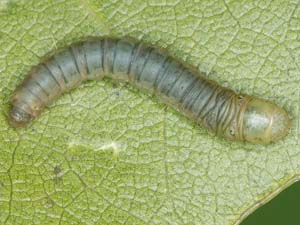 Acrobasis minimella