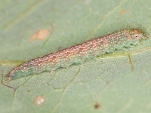 Salebriaria ademptandella