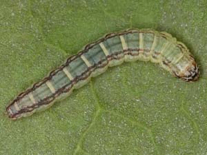 Sciota uvinella