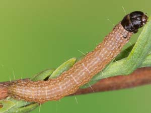 Dioryctria pygmaeella