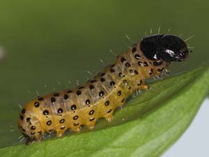 Pseudothyris sepulchralis