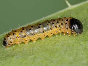 Pseudothyris sepulchralis