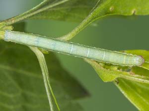 Macaria varadaria